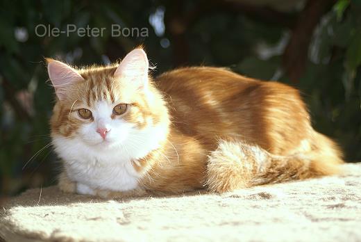 Kathrinchen von der Gronau - Sibirische Katze