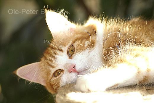 Katrinchen-Sibirische Katzen von der Gronau - 25479 Ellerau - 04106 71661