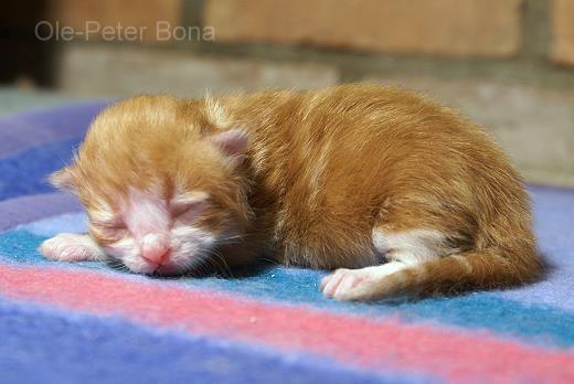 Katrinchen-Sibirische Katzen von der Gronau - 25479 Ellerau - 04106 71661