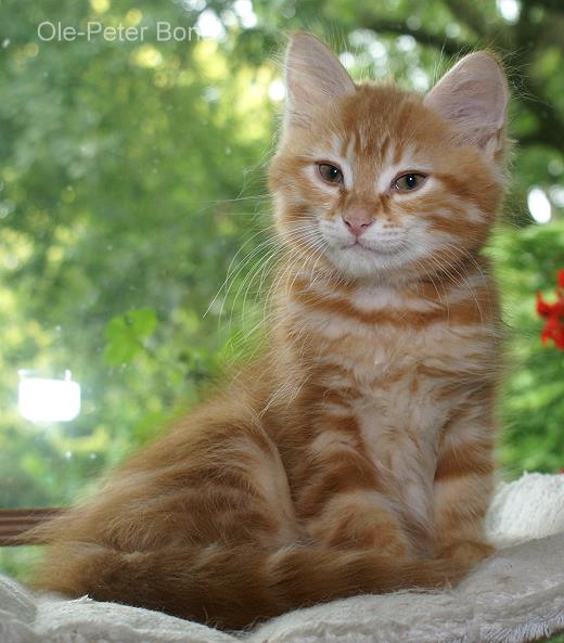 Knorke-Sibirische Katzen von der Gronau - 25479 Ellerau - 04106 71661