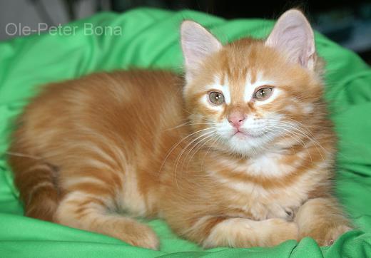 Knorke-Sibirische Katzen von der Gronau - 25479 Ellerau - 04106 71661