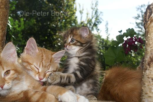 Ludwig-Sibirische Katzen von der Gronau - 25479 Ellerau - 04106 71661