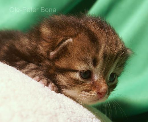 Ludwig-Sibirische Katzen von der Gronau - 25479 Ellerau - 04106 71661