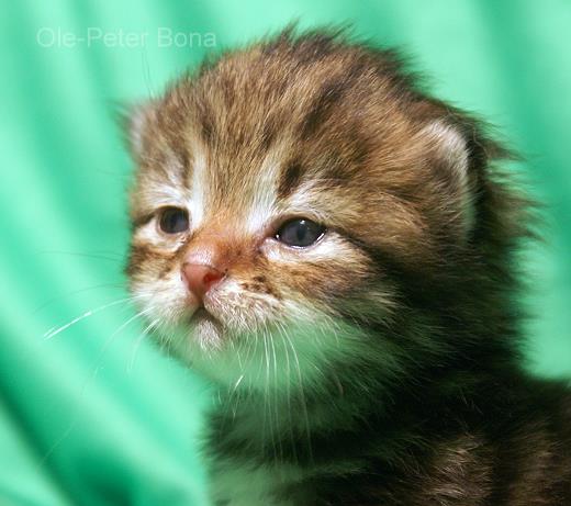 Ludwig-Sibirische Katzen von der Gronau - 25479 Ellerau - 04106 71661