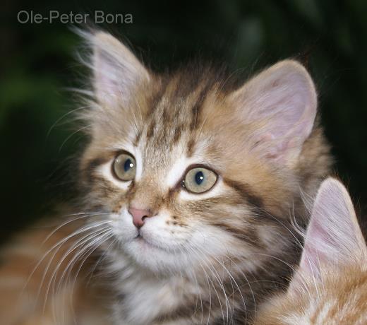 Ludwig-Sibirische Katzen von der Gronau - 25479 Ellerau - 04106 71661