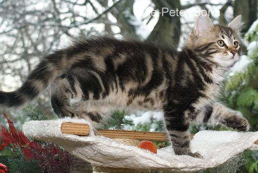 Sibirische Katzen - Max von der Gronau