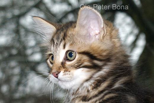 Sibirische Katzen - Moritz von der Gronau