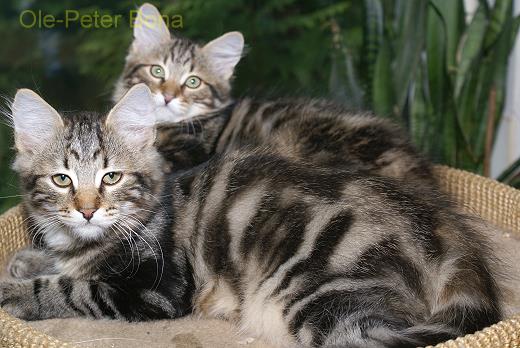 Max und Moritz von der Gronau - Sibirische Katzen