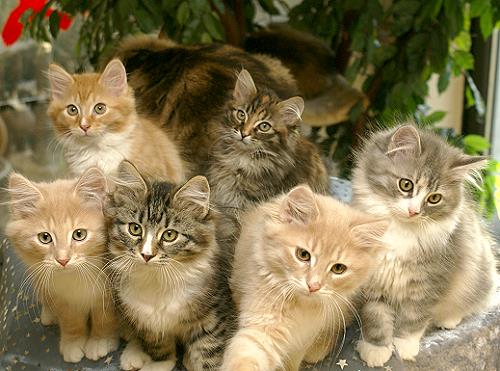 F-Wurf-Sibirische Katzen von der Gronau