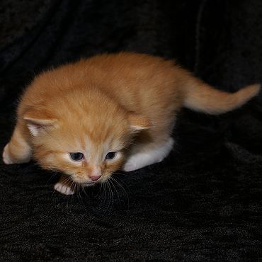 Sibirische Katzen Fejos von der Gronau