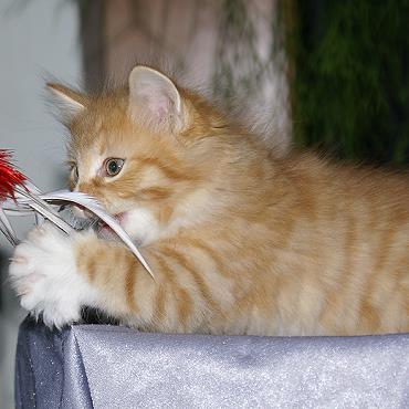 Sibirische Katzen Fejos von der Gronau