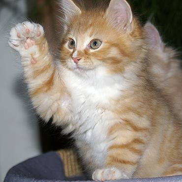 Sibirische Katzen Fejos von der Gronau