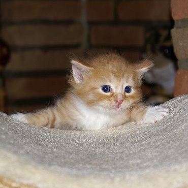 Sibirische Katzen Fejos von der Gronau