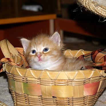 Sibirische Katzen Fejos von der Gronau