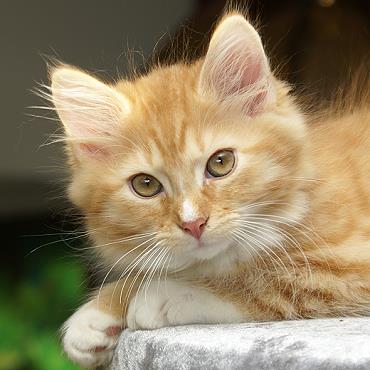 Sibirische Katzen Fejos von der Gronau