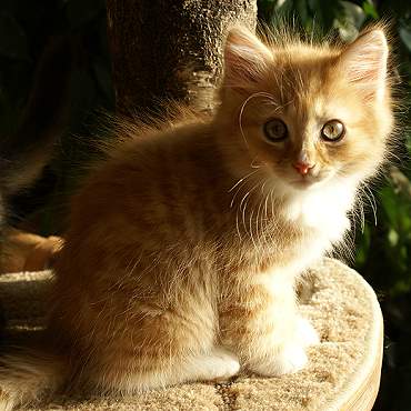 Sibirische Katzen Fejos von der Gronau