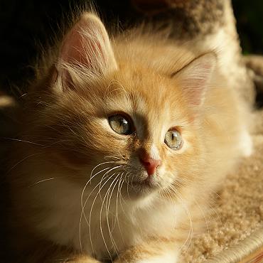 Sibirische Katzen Fejos von der Gronau