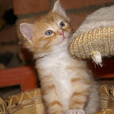 Sibirische Katzen Fejos von der Gronau