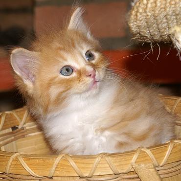 Sibirische Katzen Fejos von der Gronau