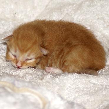 Sibirische Katzen Fejos von der Gronau