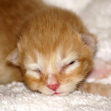 Sibirische Katzen Fejos von der Gronau