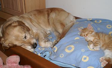 Sibirische Katzen Fejos von der Gronau