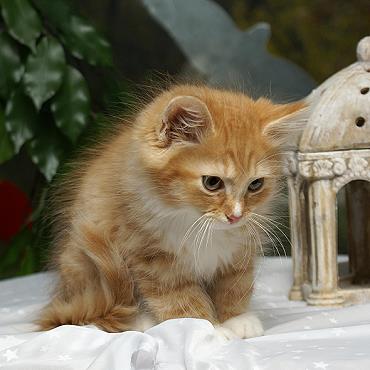 Sibirische Katzen Fejos von der Gronau