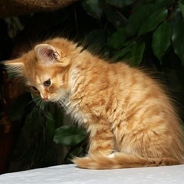 Sibirische Katzen Fejos von der Gronau