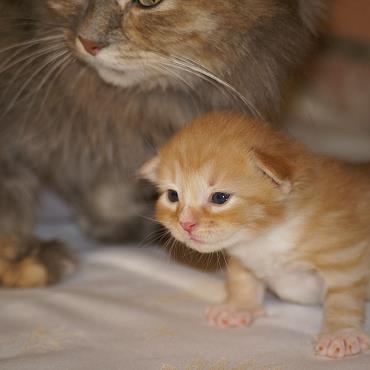 Sibirische Katzen Fejos von der Gronau