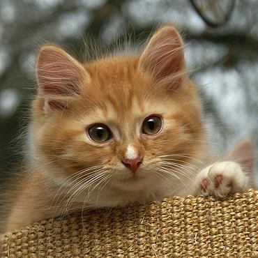 Sibirische Katzen Fejos von der Gronau