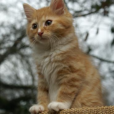 Sibirische Katzen Fejos von der Gronau