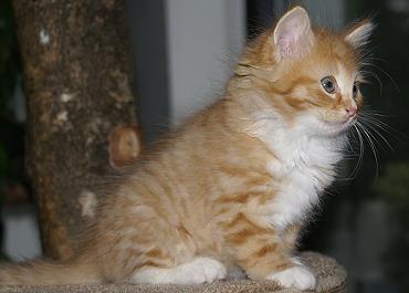 Sibirische Katzen Fejos von der Gronau