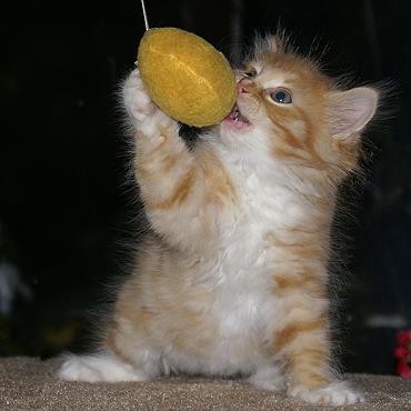 Sibirische Katzen Fejos von der Gronau