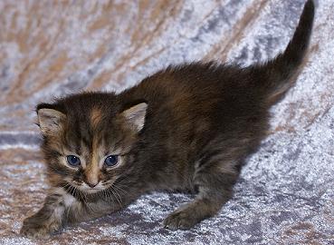 Sibirische Katzen Felicia von der Gronau