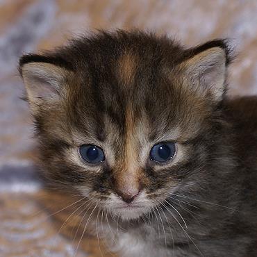 Sibirische Katzen Felicia von der Gronau