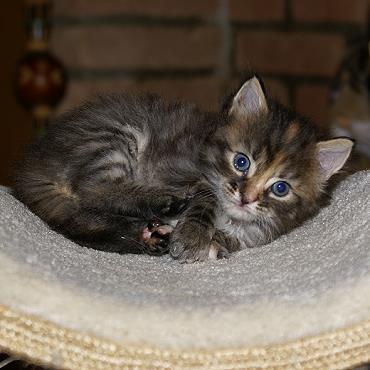 Sibirische Katzen Felicia von der Gronau