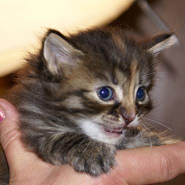 Sibirische Katzen Felicia von der Gronau