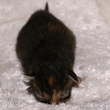 Sibirische Katzen Felicia von der Gronau