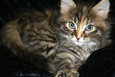 Sibirische Katzen Felicia von der Gronau