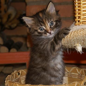 Sibirische Katzen Felicia von der Gronau