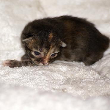 Sibirische Katzen Felicia von der Gronau