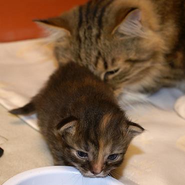 Sibirische Katzen Felicia von der Gronau