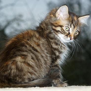 Sibirische Katzen Felicia von der Gronau