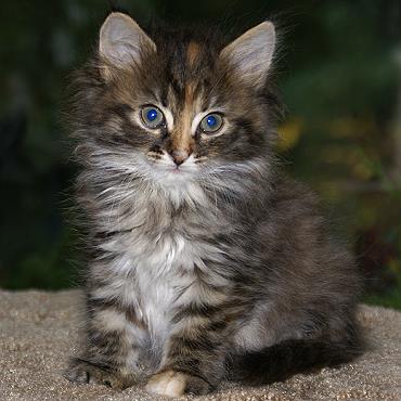 Sibirische Katzen Felicia von der Gronau