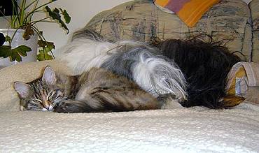 Felicia - Sibirische Katzen - von der Gronau
