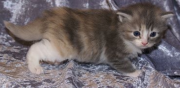 Sibirische Katzen Fiona von der Gronau