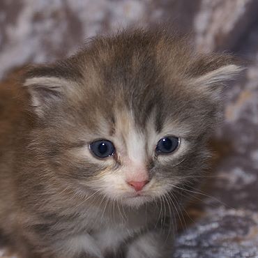 Sibirische Katzen Fiona von der Gronau