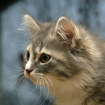 Sibirische Katzen Fiona von der Gronau