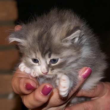 Sibirische Katzen Fiona von der Gronau