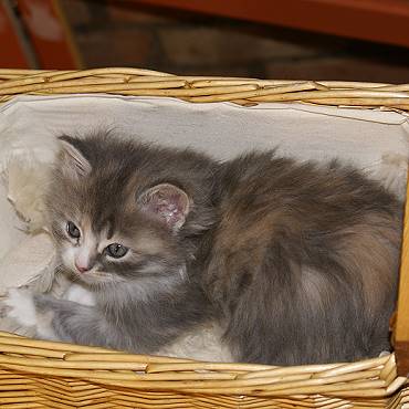 Sibirische Katzen Fiona von der Gronau